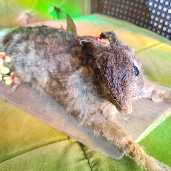 Cottontail rabbit taxidermy - Picture 3 of 4